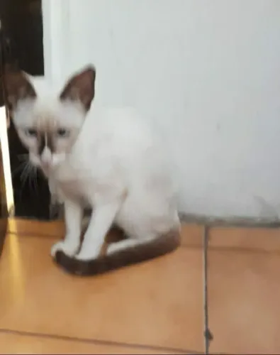 Adote um gatinho fofo lindo