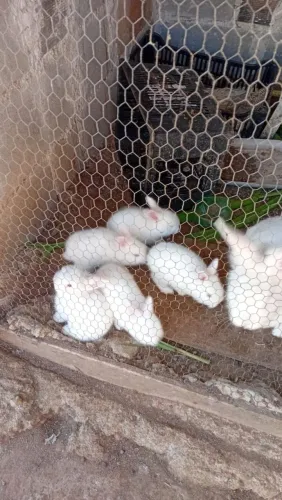 Coelhos disponíveis.?