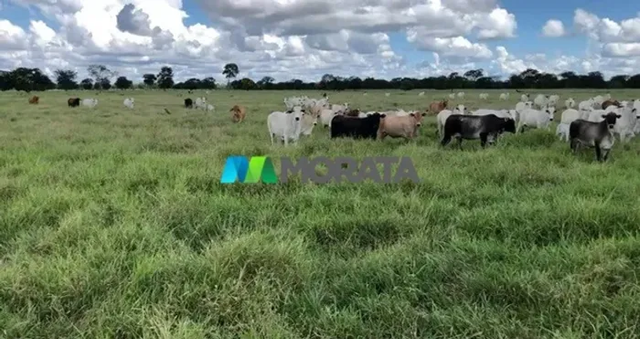 FAZENDA À VENDA - 6.327 HECTARES - JANAÚBA (MG)
