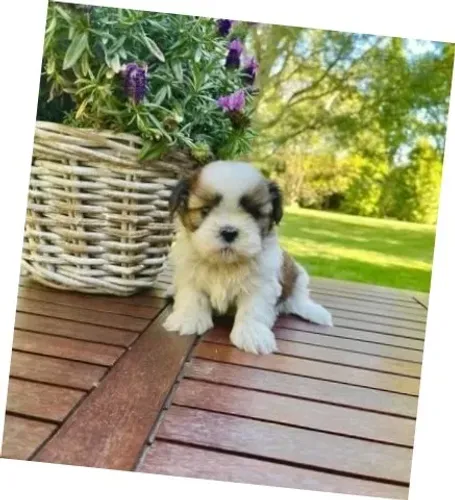 Lhasa Apso Tricolor Macho - Fiel, Minúsculo e Encantador!