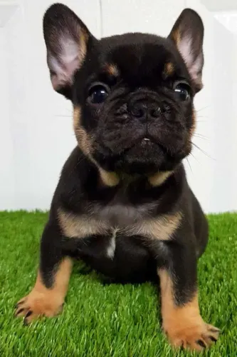Lindos filhotes de Bulldog Francês 