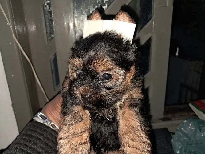 Filhote de Yorkshire Terrier - vários machos em promo