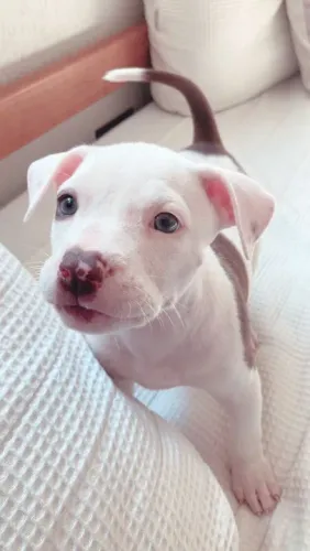 Filhote Pitbull - Olhos azuis e nariz diferenciado
