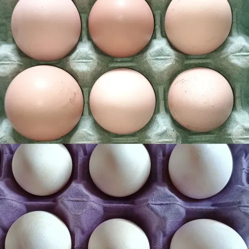 Ovos galados de Legorne puro e GrisCendre puro