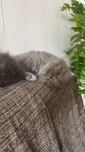 Gatos persa Filhotes disponíveis 