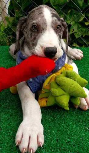 Dogue Alemão fêmea com 63 dias cor blue merle vacinada e com pedigree -Alberto