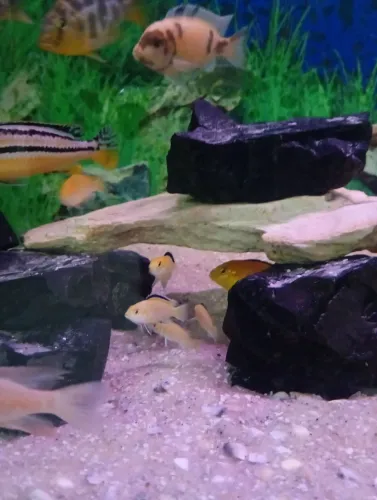 Filhotes de labidocromis Yellow