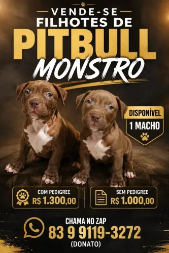 Filhotes Pitbull Monstro com pedigree 1.200r reais sem pedigree 900 reais.