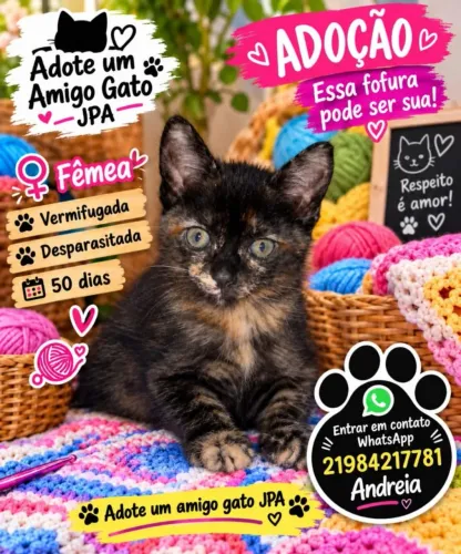 Adote um amigo gato jpa