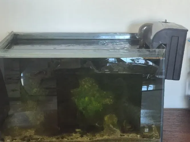 Aquário de 300lt com casal de Oscar, tem luminária zethight, cubo 40lt e demais materiais