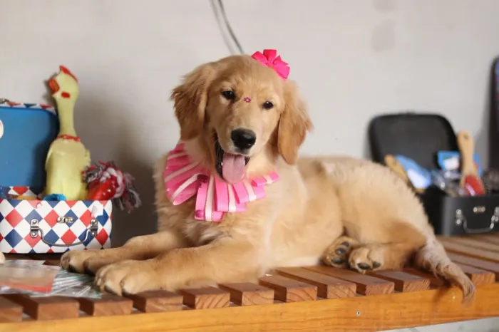 GOLDEN RETRIEVER PROMOÇÃO FÊMEA