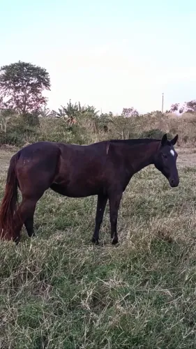 Égua preta !