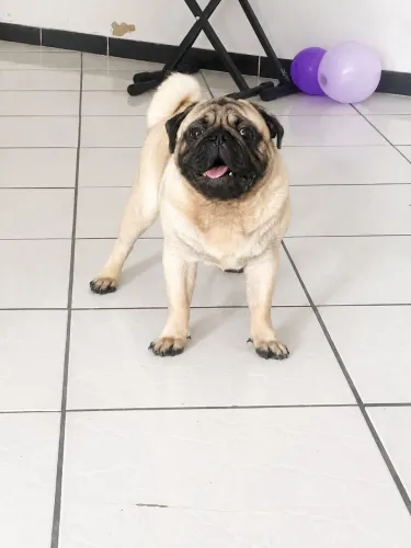 PUG PURO À VENDA, MENOS DE 1 ANO?