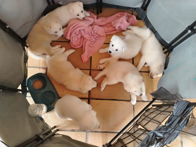 Vende filhotes husk siberiano com pastor suíço 