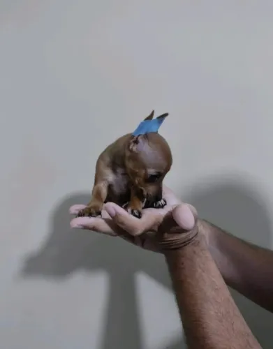Pinscher