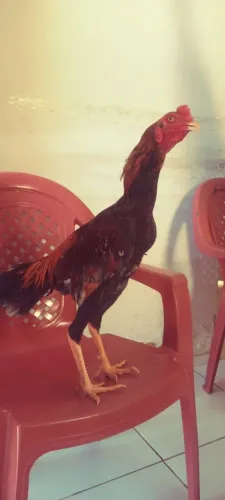 VENDO FRANGO MURA R$ 80,00
