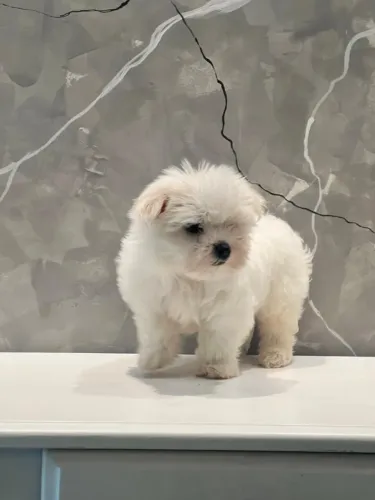 maltês perfeita