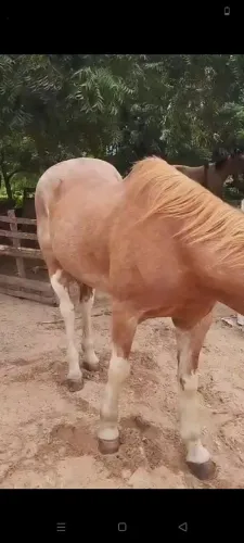 Um dos cavalos melhores de vaquejada, da região d Jão câmara e touros