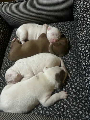Filhotes de Pitbull RedNose (Puros)