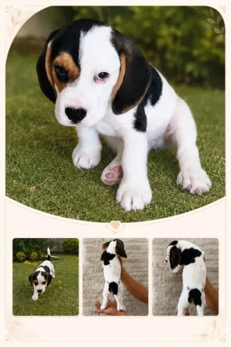 BEAGLES COM PEDIGREE