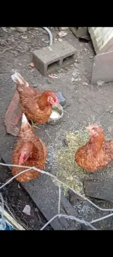 Galinhas botadeiras