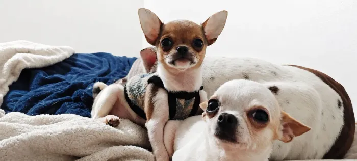 Lindo bebê chihuhahua pelo curto. Pedigree cbkc