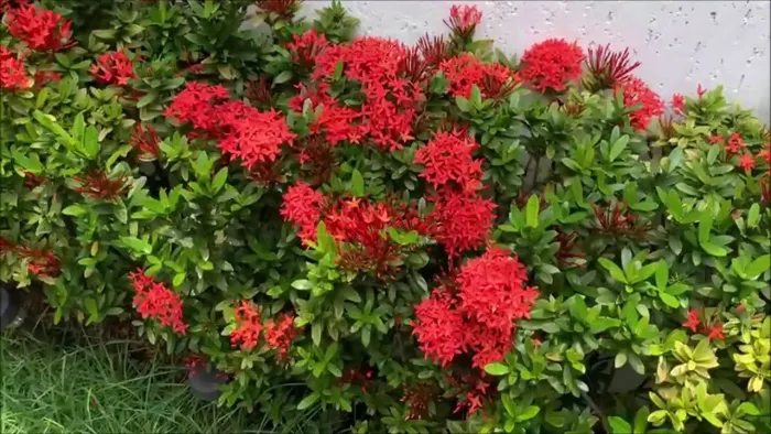 Jardineiro diarista