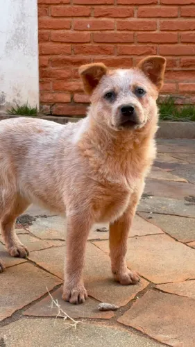 FILHOTE DE AUSTRALIAN CATTLE DOG RED HEELER