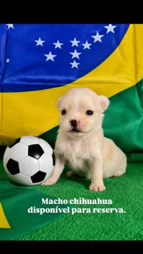 Chihuahua
