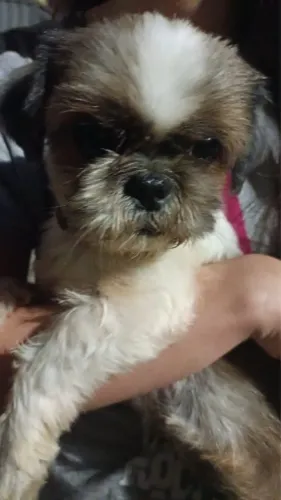 Shih tzu encontrado