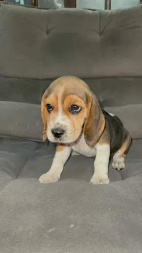  Beagle 13 polegadas uma fofura tricolor 