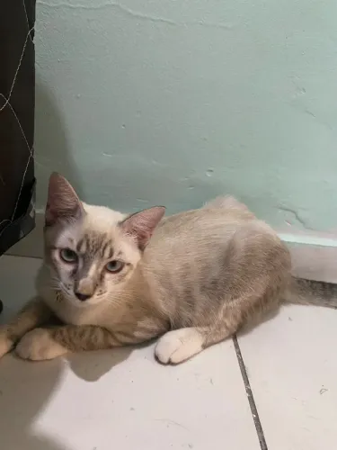 Gato para doação 