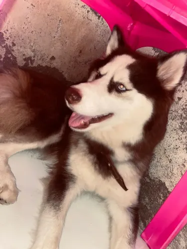Husky fêmea no cio 