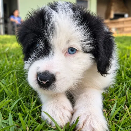 Filhote de Border Collie