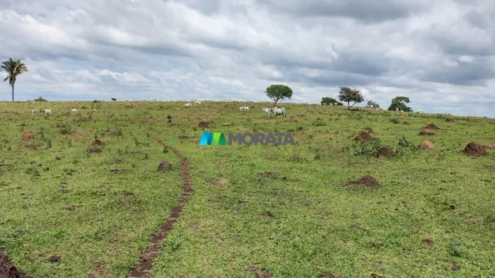 FAZENDA À VENDA - 315 HECTARES - NOVA SERRANA (MG)