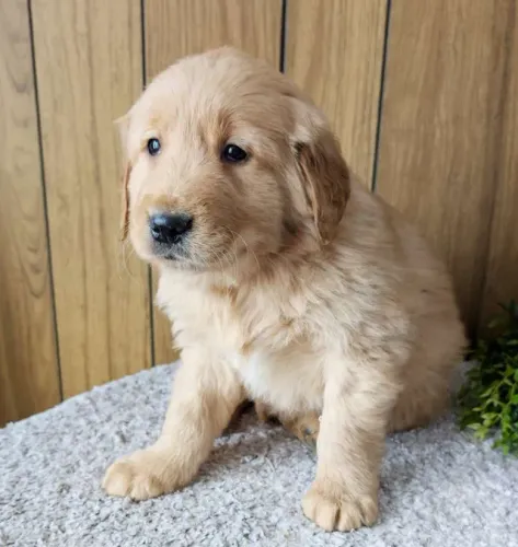 Golden Retriever filhotes lindos - confira
