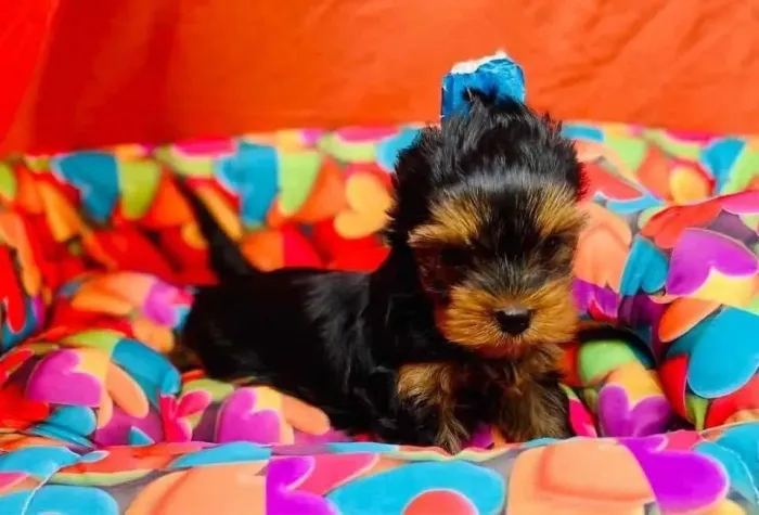 Yorkshire Um cachorro que faz amizade com todo mundo