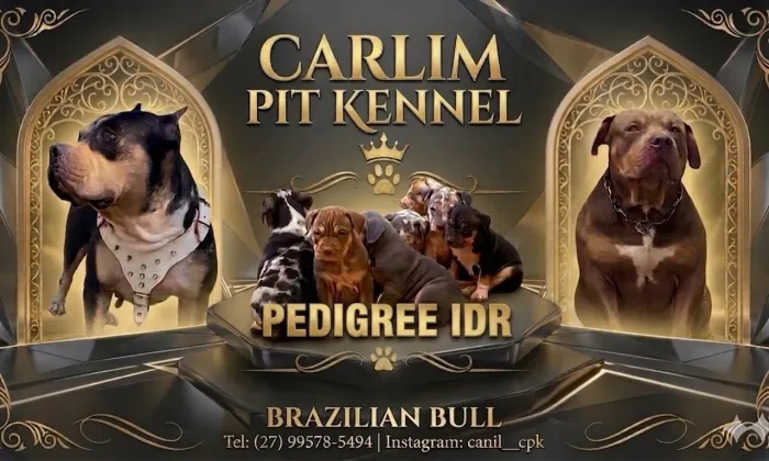 Filhotes de Pit Monster registrados ( pedigree IDR )