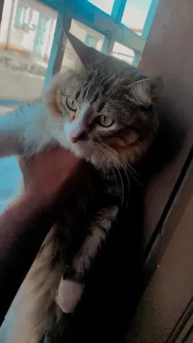Gato para doação