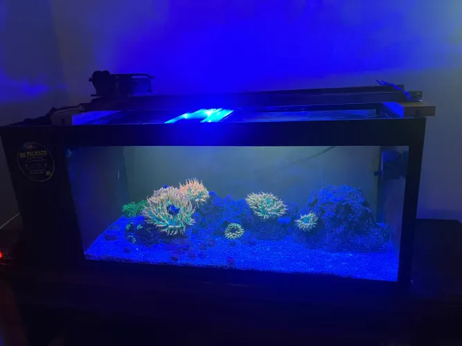 Aquario