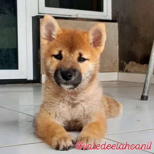 Shiba filhote