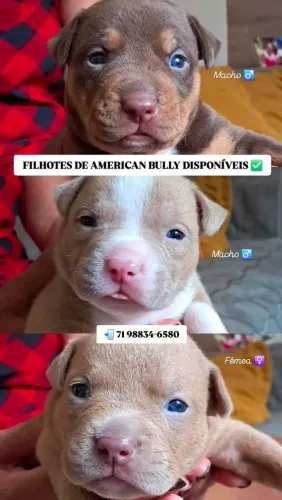 Filhotes American Bully ?