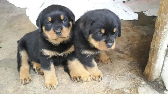 Cão de guarda rottweiler