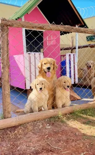 Golden retriever filhote lindos