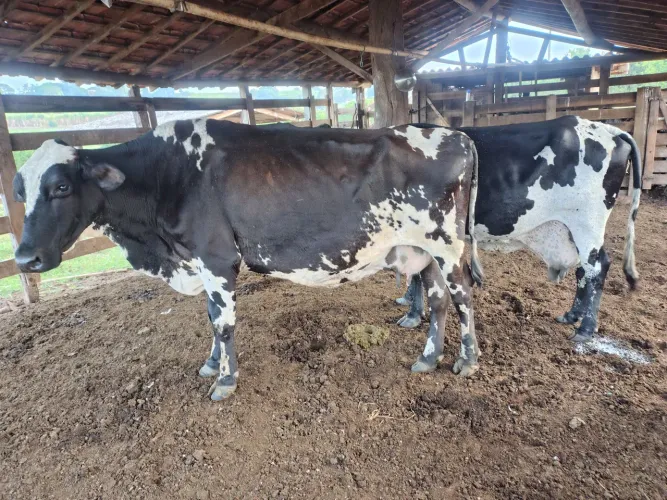 Vendo duas vacas de leite e um touro Jersey filho de touro importado 