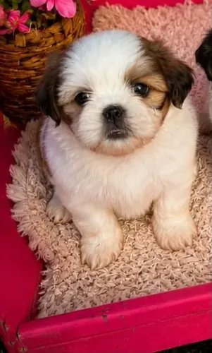 Filhote de Shih Tzu disponível!