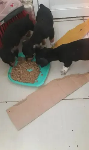 lindos filhotes salsichinha x pinscher 