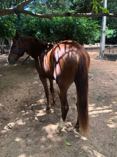 Cavalo manso com dois anos e seis mês