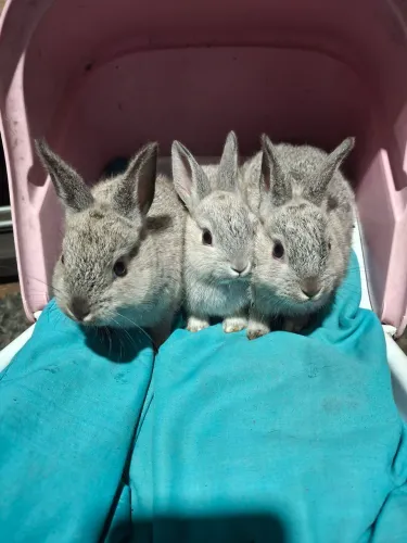 Filhotes coelho mini rex
