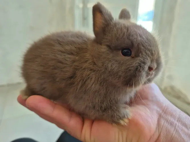 Mini Coelhos Netherland